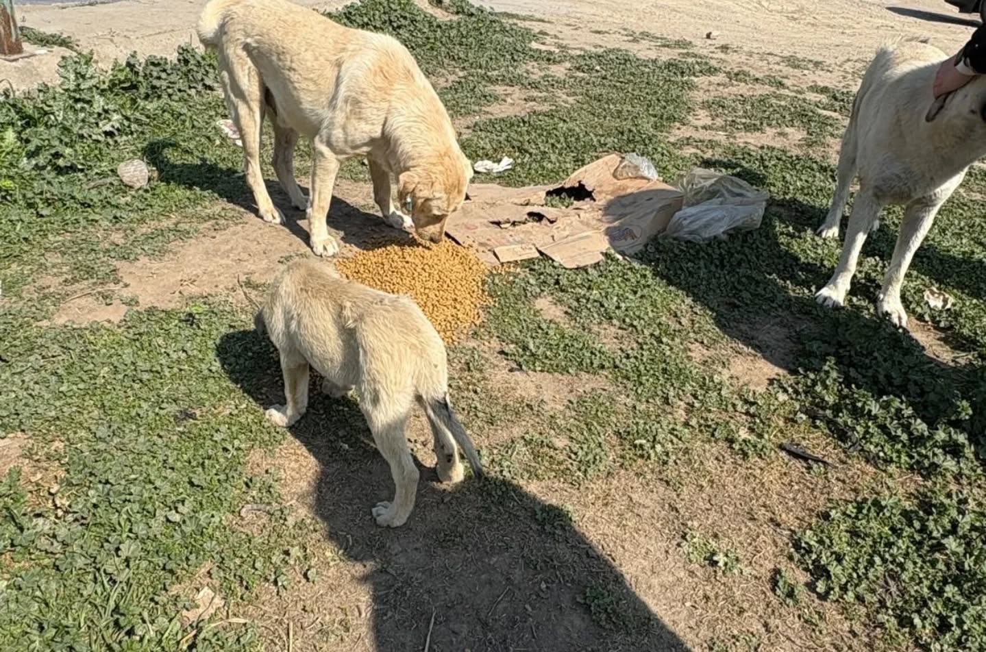 Aydın Barosu Hayvan Hakları Komisyonumuz tarafından düzenlenen sokağa terk edilmiş